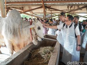 Sapi Berbobot Nyaris 1 Ton Milik Peternak Lamongan Dibeli Jokowi