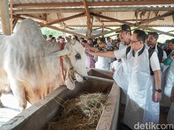 Sapi Berbobot Nyaris 1 Ton Milik Peternak Lamongan Dibeli Jokowi