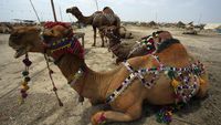 Unta Kurban di Pakistan Berhias Kalung Warna-warni