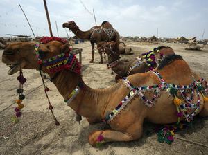 Unta Kurban di Pakistan Berhias Kalung Warna-warni