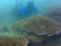 Eksotisme Taman Bawah Laut Karang Tresno Pantai Mutiara Trenggalek
