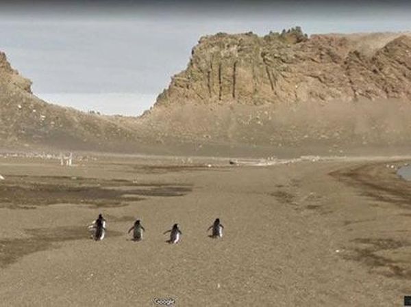 Aksi Kocak Hewan yang Terekam Kamera Google Street