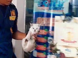 Kejepit Pintu Folding, Kucing di Klaten Dievakuasi Setelah 1 Jam