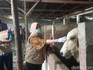 Pemkot Parepare Pastikan 1.595 Sapi-Kambing Layak untuk Kurban