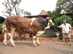 Anak Irfan Hakim Bikin Video Klip untuk Kenang Sapi Kurbannya