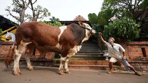 Ini Janoko, Sapi Jumbo Milik Irfan Hakim