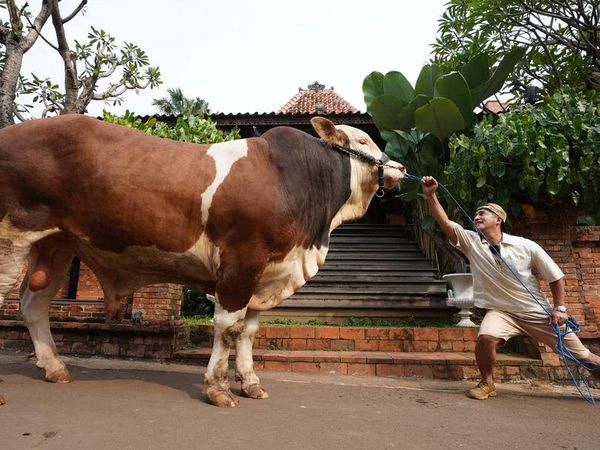 Ini Janoko, Sapi Jumbo Milik Irfan Hakim
