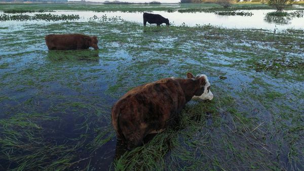 Kasihan! Sapi-sapi Ini Terendam Banjir