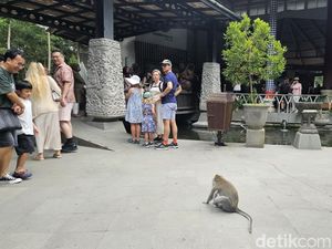 Dispar Bali Dalami Pengakuan Turis Aussie Digigit Monyet di Monkey Forest Ubud Dispar Bali Dalami Pengakuan Turis Aussie Digigit Monyet di Monkey Forest Ubud