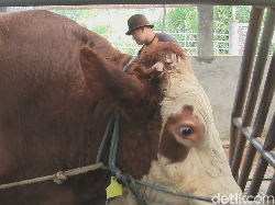 Mengintip Sapi Alien yang Dibeli Jokowi di Subang untuk Kurban