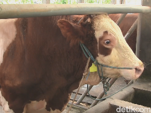 Jokowi Pilih Alien dari Subang untuk Kurban, Ini 4 Faktanya