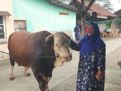 Cerita Pemilik Si Bule yang Sapinya Dibeli Jokowi untuk Kurban: Mau Nangis