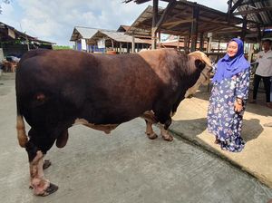 Si Bule Jadi Pilihan Hewan Kurban Jokowi di Sumsel, Beratnya 1,135 Ton