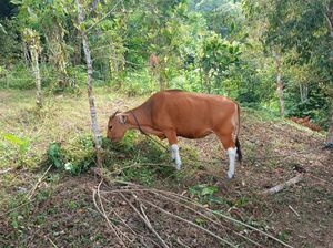 Harga Sapi Kurban di Selayar Naik Jadi Rp 14 Juta per Ekor Jelang Idul Adha