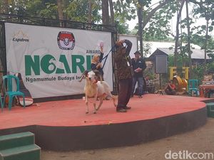Unik! Ada Pilkada Domba di Majalengka Unik! Ada Pilkada Domba di Majalengka