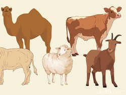 3 Golongan yang Berhak Menerima Daging Kurban
