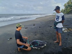 Penyu Lekang Mati Terdampar di Pantai Perancak Jembrana