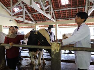 Kedokteran Hewan UGM Kerahkan Mahasiswa buat Cek Hewan Kurban di DIY Kedokteran Hewan UGM Kerahkan Mahasiswa buat Cek Hewan Kurban di DIY