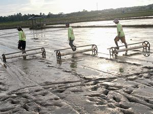 Melihat Penanaman Padi dengan Sistem Tabela Melihat Penanaman Padi dengan Sistem Tabela