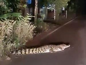 Warga Dihebohkan Buaya Muara Melintas di Jalanan Banyuasin