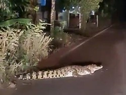 Seram! Seekor Buaya Muara Melintas di Jalanan Sumsel