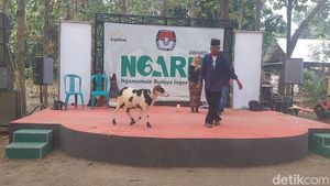 Uniknya Pilkada di Majalengka yang Diikuti Peternak dan Domba