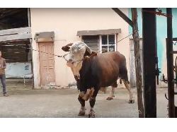 Wujud Si Bule Sapi Kurban Jokowi di Palembang Seberat 1,1 Ton