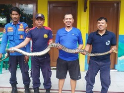 Hiii... Pipa Air Warga Jember Tak Mengalir gegara Tersumbat Ular Sanca