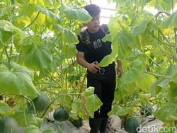 Kebun Melon Leuwihieum, Cara Pemuda di Tasik Manfaatkan Lahan Tidur