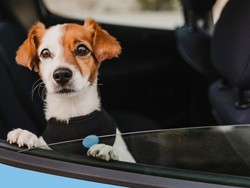 Hewan Ternyata Mirip Manusia, Bisa Mual-Pusing saat Naik Mobil