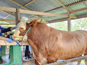 Presiden Jokowi Beli Sapi Kurban dari Peternak di Bone, Harga Rp 100 Juta Presiden Jokowi Beli Sapi Kurban dari Peternak di Bone, Harga Rp 100 Juta