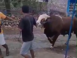 Tragis Sugi Tewas Diseruduk Sapi Limosin yang Baru Dibeli