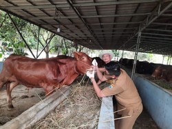 Pemkab Lebak Cek Kesehatan Hewan Kurban Jelang Idul Adha