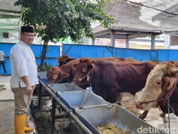 Penjualan Hewan Kurban di RPH Surabaya Naik 20% Jelang Idul Adha