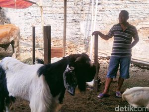 Cerita Wandi Cari Cuan Jelang Idul Kurban dan Tinggalkan Bisnis Makanan