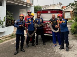 Ular Sanca 4 Meter Muncul di Saluran Air di Permukiman Cibinong Bogor