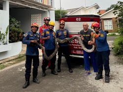 Ular Sanca 4 Meter Muncul di Saluran Air di Permukiman Cibinong Bogor