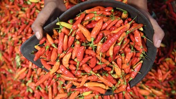 Ternyata Ini Biang Kerok Harga Cabai Rawit Merah Tembus Rp 100.000/Kg