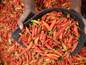 Harga Pangan Naik: Cabai Rawit Rp 80.000/Kg, Beras Medium Rp 15.000/Kg Harga Pangan Naik: Cabai Rawit Rp 80.000/Kg, Beras Medium Rp 15.000/Kg