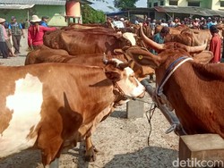 Seperti Warung Madura, Pedagang Hewan Kurban Nonstop 24 Jam