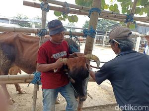 Jasa Salon Sapi di Blitar Laris Manis Jelang Idul Adha Jasa Salon Sapi di Blitar Laris Manis Jelang Idul Adha
