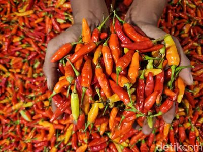 Cabai Rawit Makin Pedas Jelang Idul Adha