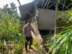3 Sapi Milik Warga Bogor Dicuri, Pelaku Rusak Tembok Kandang