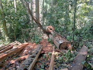 Walhi Ungkap Hutan Babahrot Abdya Makin Gundul Akibat Pembalakan Liar Walhi Ungkap Hutan Babahrot Abdya Makin Gundul Akibat Pembalakan Liar