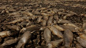 Kekeringan Parah Bikin Ribuan Ikan Mati di Laguna Meksiko