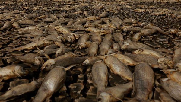 Kekeringan Parah Bikin Ribuan Ikan Mati di Laguna Meksiko