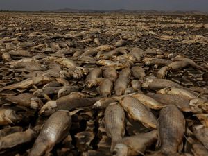 Kekeringan Parah Bikin Ribuan Ikan Mati di Laguna Meksiko