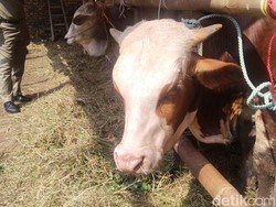 Kurban untuk Orang yang Sudah Meninggal, Apakah Boleh?