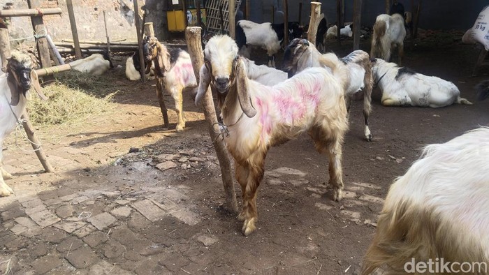 Lapak pemasaran binatang kurban di Jakarta Timur (Jaktim) tak cuma memasarkan kambing dan sapi. Lapak binatang kurban itu juga jadi ruang magang untuk menimba ilmu merawat (grooming) kambing dan sapi. (Ammar R/detikcom) Lapak pemasaran binatang kurban di Jakarta Timur (Jaktim) tak cuma memasarkan kambing dan sapi. Lapak binatang kurban itu juga jadi ruang magang untuk menimba ilmu merawat (grooming) kambing dan sapi. (Ammar R/detikcom)