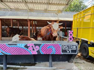 Jadi Jujukan Raffi Ahmad-Inul Daratista, Harga Sapi Elsa Capai Rp 250 Juta